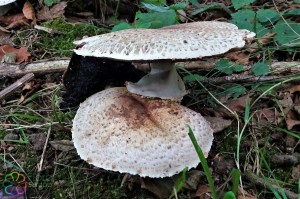 Agaricus augustus (9) (1200 x 800).jpg_product_product_product_product